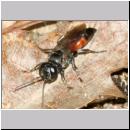 Tachysphex sp - Grabwespe w01d 8mm Sandgrube Niedringhaussee.jpg